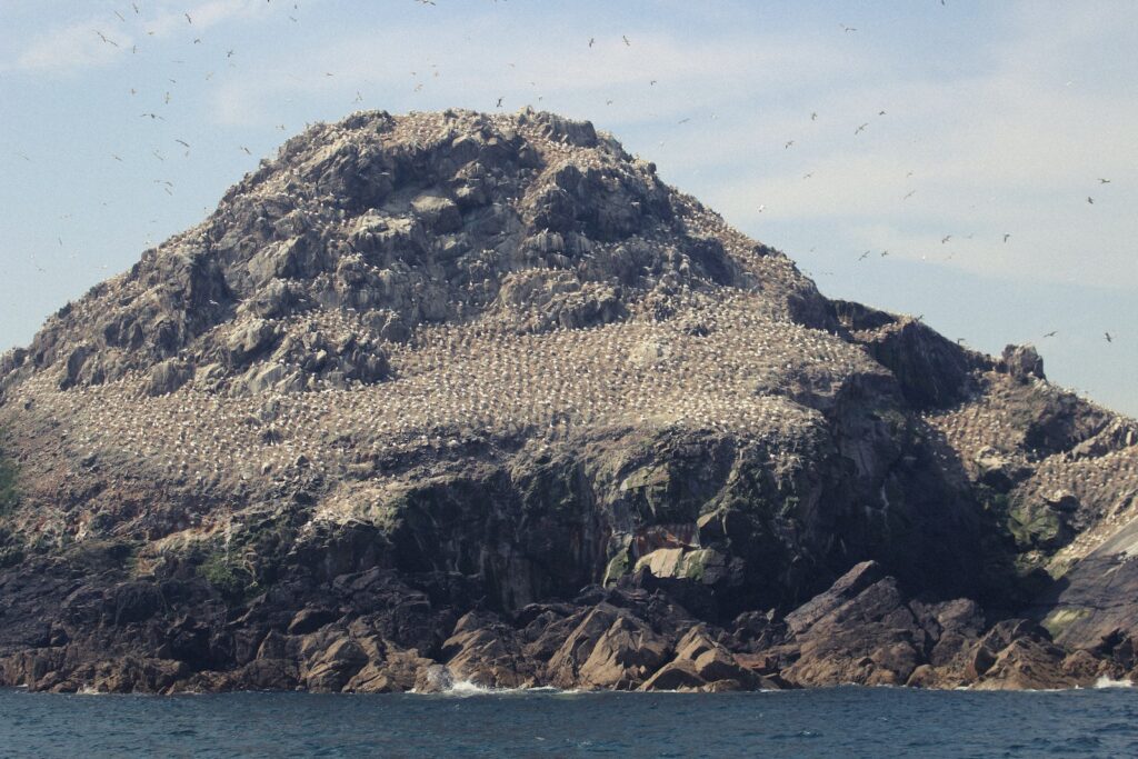 Île Rouzic (Rouzic Island), Les Sept-Îles (The Seven Islands), Perros-Guirec